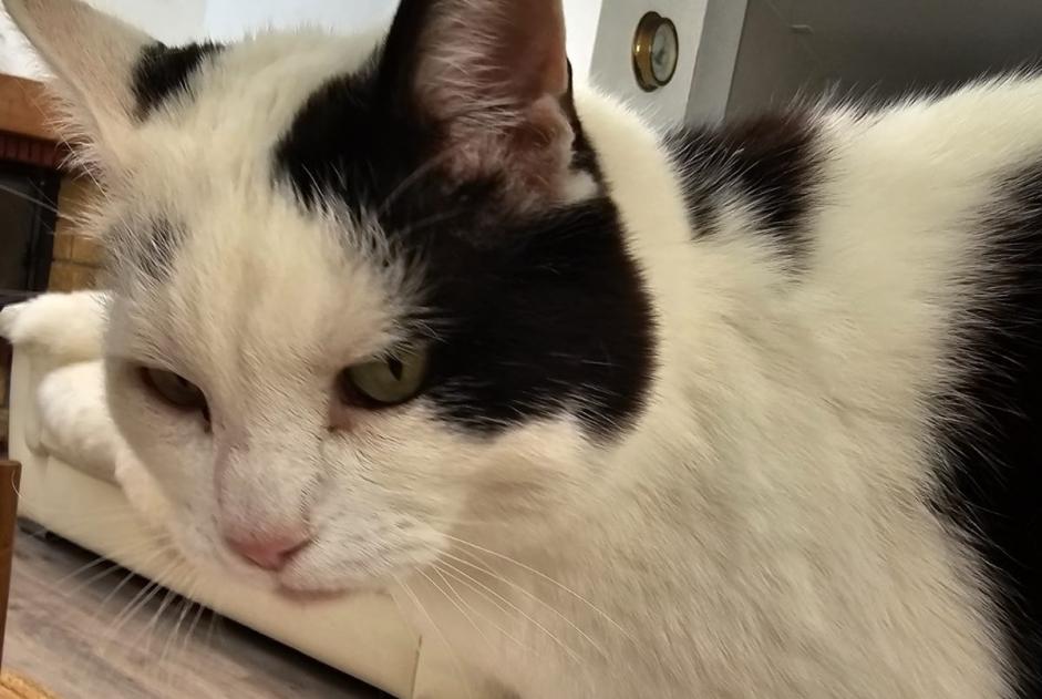 Alerta de Desaparición Gato Macho , 11 años Daillens Suiza