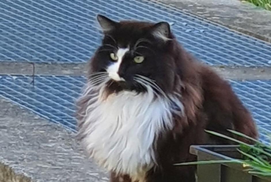 Alerta de Desaparición Gato Macho , 5 años Lausanne Suiza