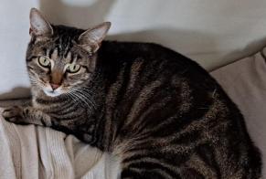 Alerta de Desaparición Gato  Hembra , 6 años Richardménil Francia