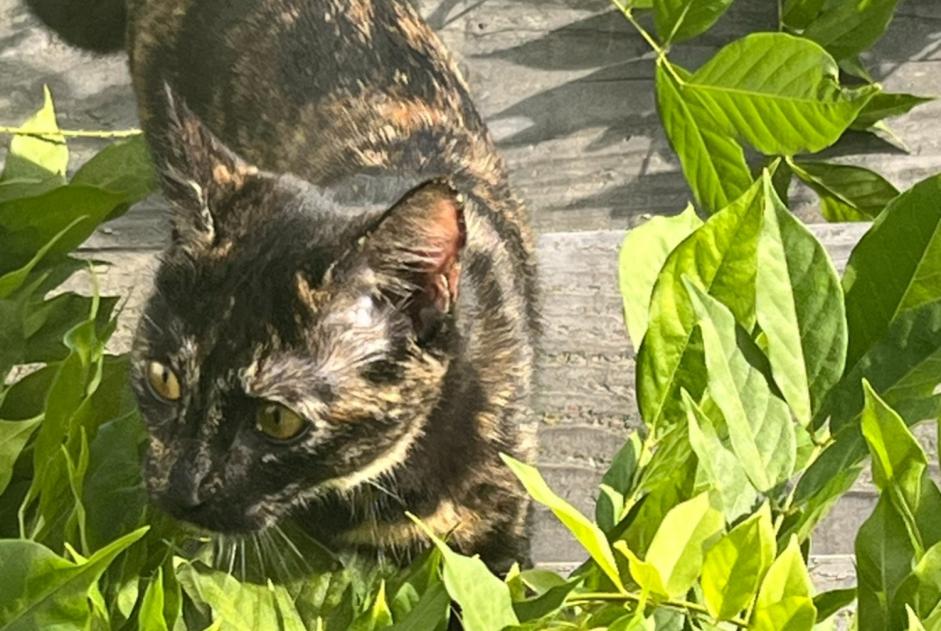 Alerta de Desaparición Gato  Hembra , 0 años La Hulpe Bélgica