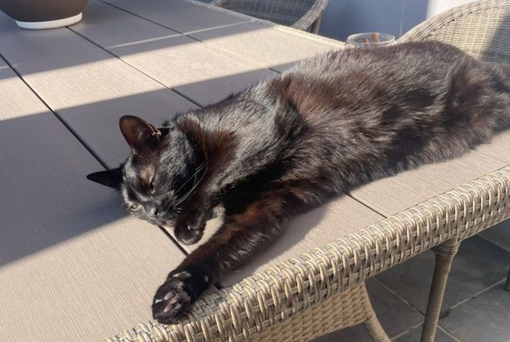 Alerta de Desaparición Gato Macho , 5 años Wezembeek-Oppem Bélgica