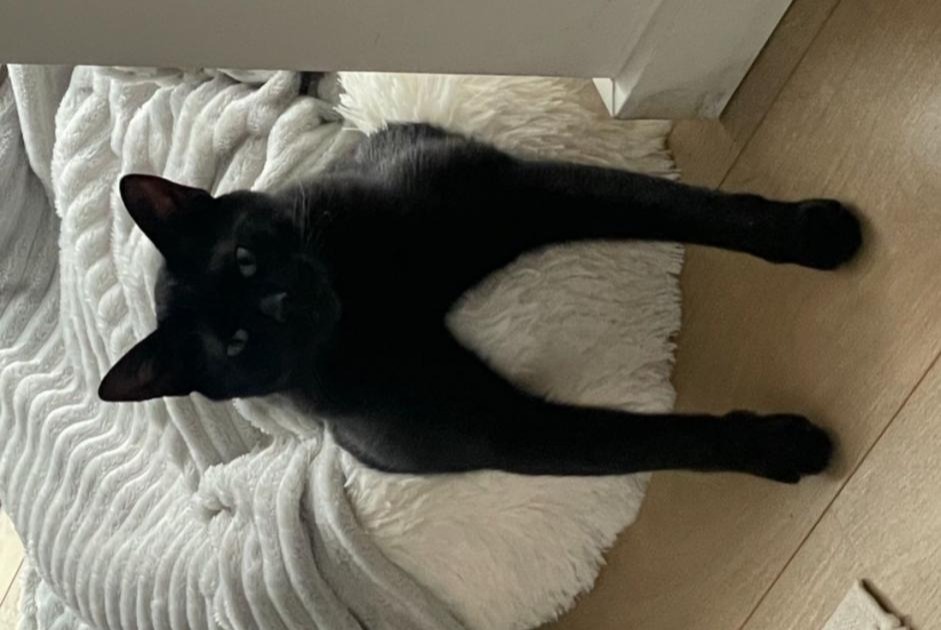 Alerta de Desaparición Gato Macho , 5 años Wezembeek-Oppem Bélgica