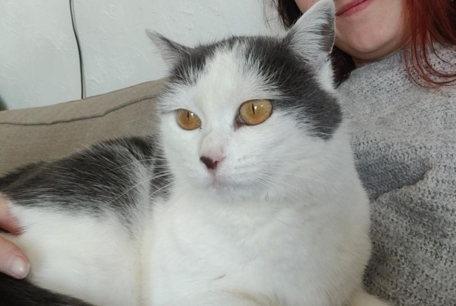 Alerta de Desaparición Gato Hembra , 5 años Lupé Francia