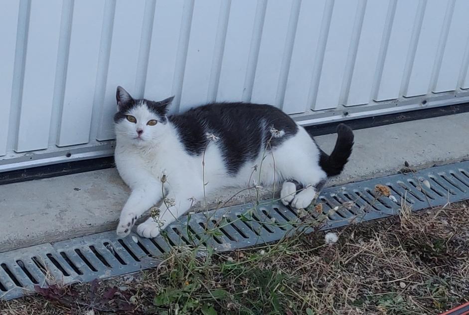 Alerta de Desaparición Gato Hembra , 5 años Lupé Francia