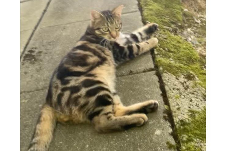 Alerta de Desaparición Gato Macho , 1 años Lausanne Suiza