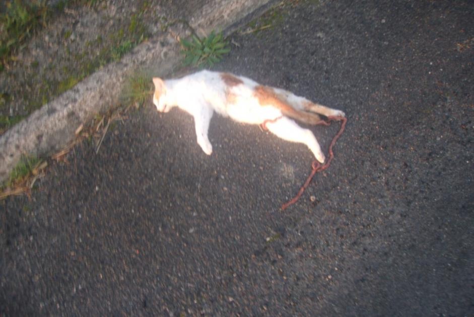 Alerta de Hallazgo Gato cruce Desconocido Chaillé-les-Marais Francia