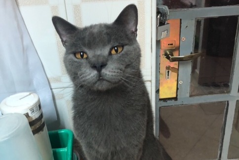 Alerta de Desaparición Gato  Macho , 5 años Carouge Suiza