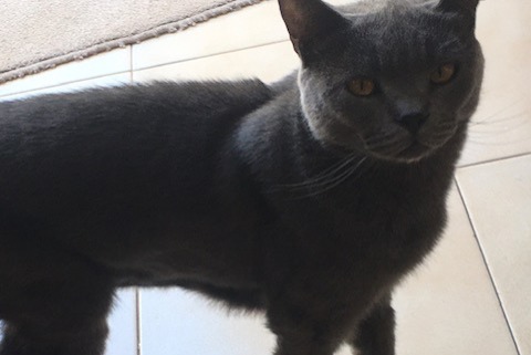 Alerta de Desaparición Gato  Macho , 5 años Carouge Suiza