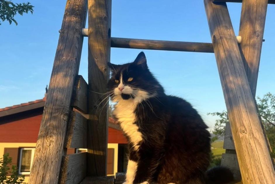 Alerta de Desaparición Gato Macho , 6 años Gibloux Suiza