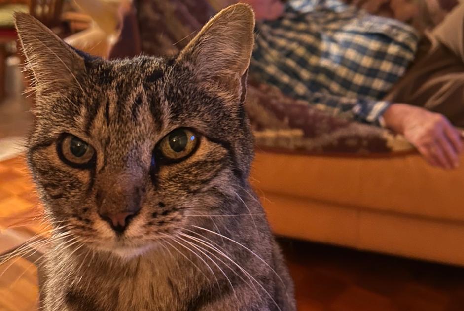 Alerta de Desaparición Gato cruce Hembra , 15 años Chalais Suiza