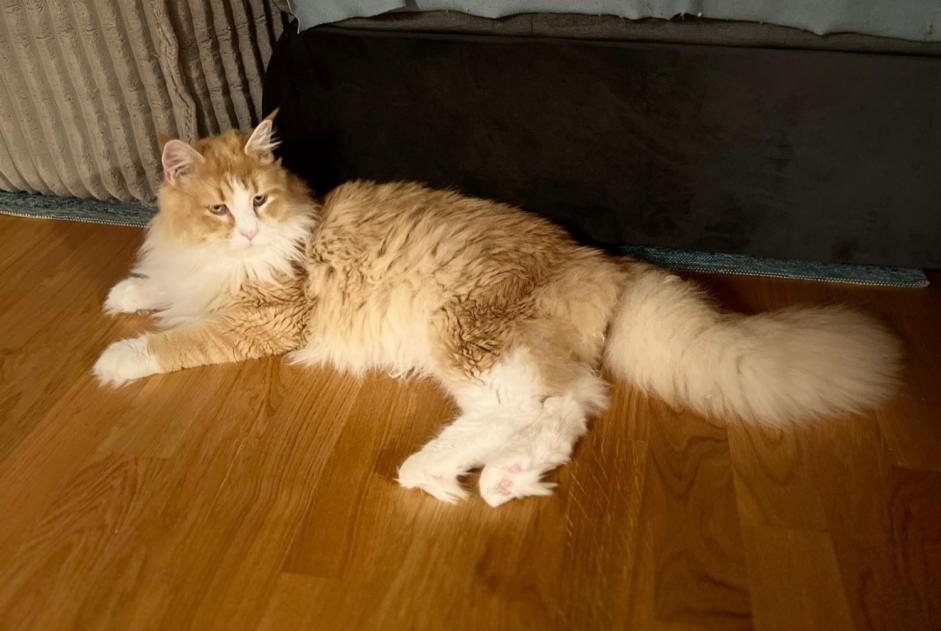 Alerta de Desaparición Gato  Macho , 2 años Burgdorf Suiza