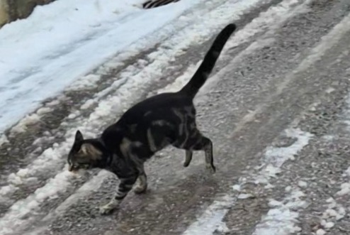 Alerta de Desaparición Gato Hembra , 1 años Château-d’Œx Suiza