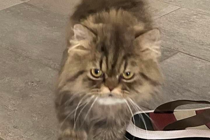 Alerta de Desaparición Gato  Macho , 4 años Bienne Suiza