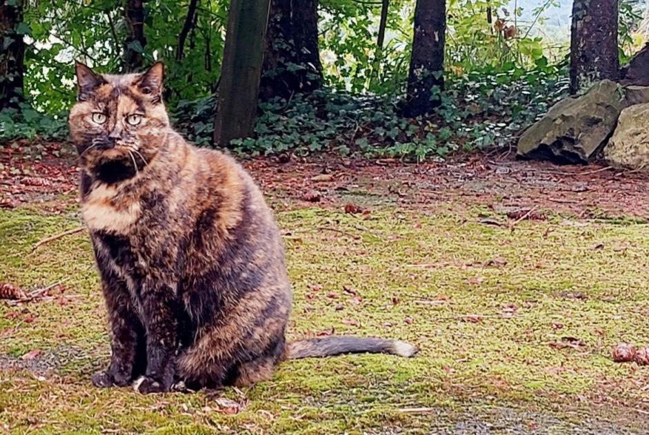 Alerta de Desaparición Gato Hembra , 15 años Veyrier Suiza