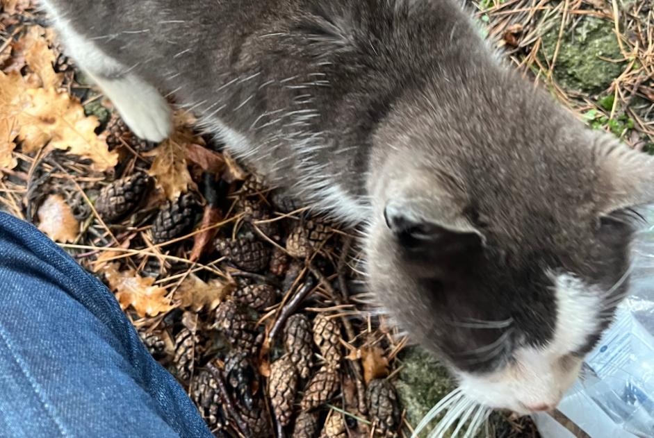 Alerta de Hallazgo Gato Desconocido Vernayaz Suiza