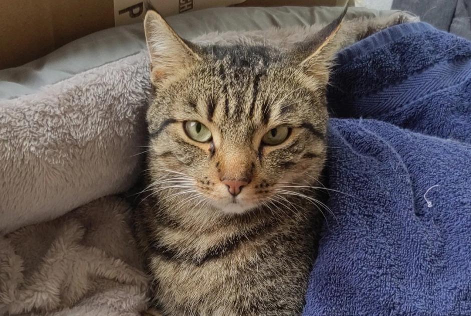 Alerta de Desaparición Gato Macho , 5 años Fribourg Suiza