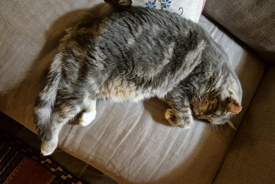 Alerta de Desaparición Gato Macho , 10 años Prilly Suiza