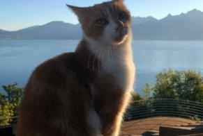 Alerta de Desaparición Gato Macho , 8 años Glion Suiza