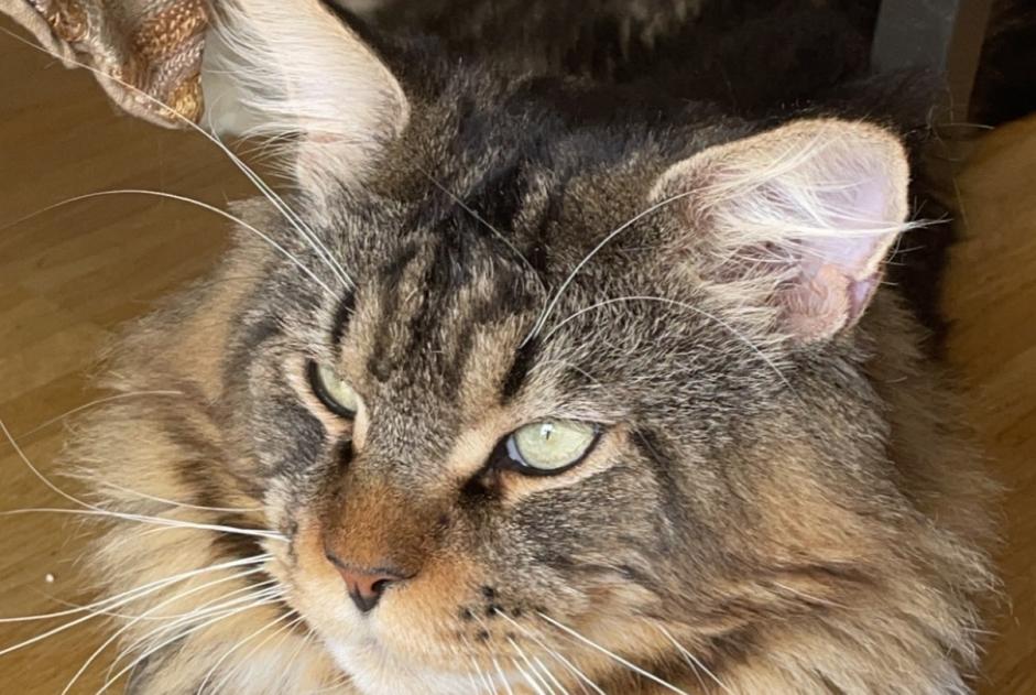 Alerta de Desaparición Gato  Macho , 5 años Meyrin Suiza