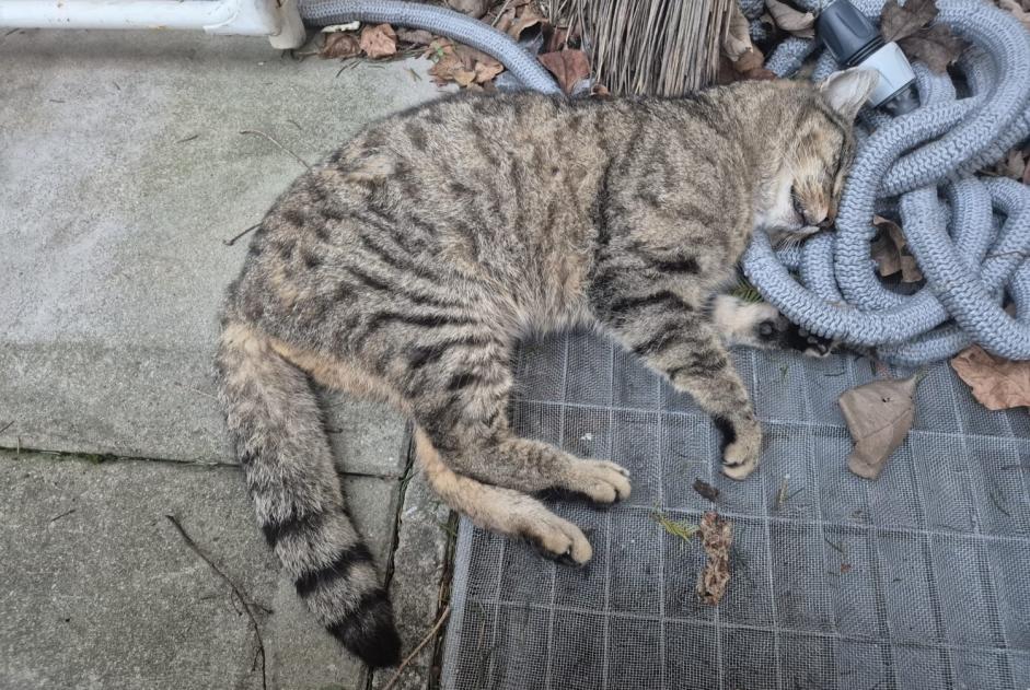 Alerta de Hallazgo Gato cruce Macho , 4 años Moutier Suiza