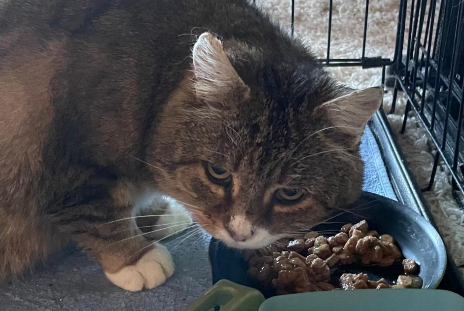 Alerta de Hallazgo Gato cruce Macho Pont-la-Ville Suiza