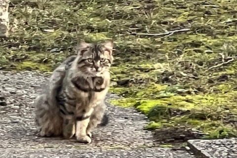 Alerta de Hallazgo Gato Desconocido , 2 años Genève Suiza