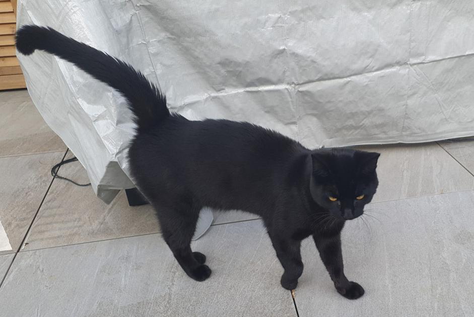 Alerta de Hallazgo Gato Macho , 1 año Denges Suiza