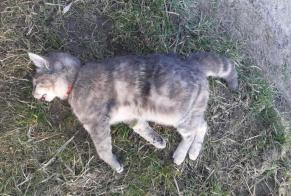 Alerta de Hallazgo Gato Desconocido Mervelier Suiza