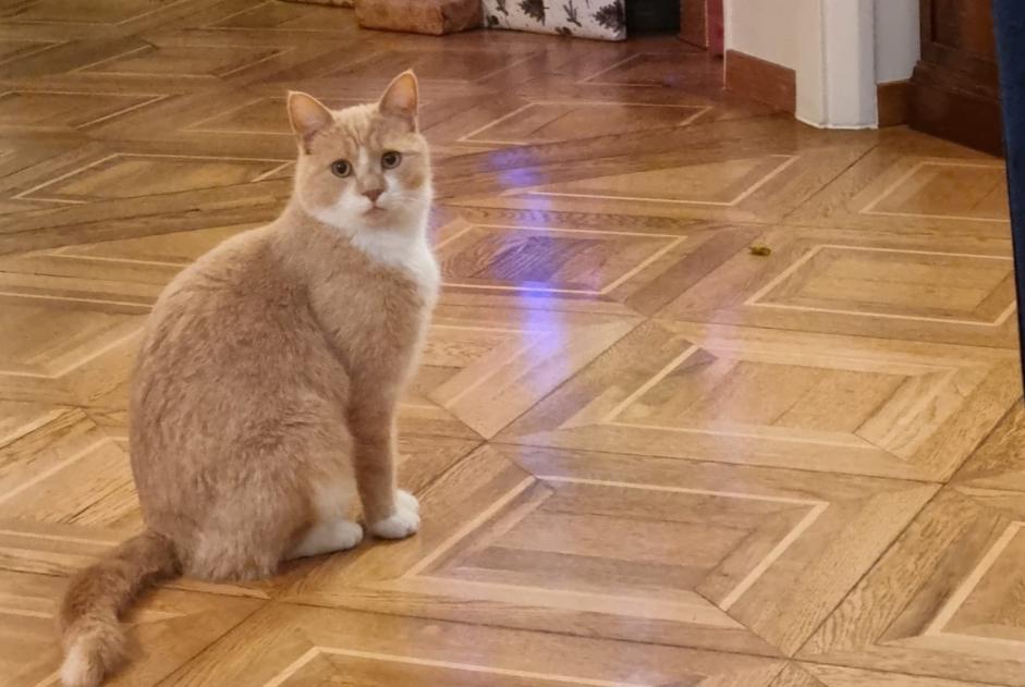 Alerta de Desaparición Gato cruce Macho , 4 años Montreux Suiza