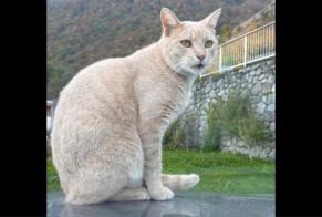 Alerta de Desaparición Gato Macho , 4 años Vouvry Suiza