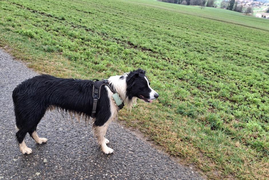 Alerta de Hallazgo Perro  Desconocido Grandevent Suiza