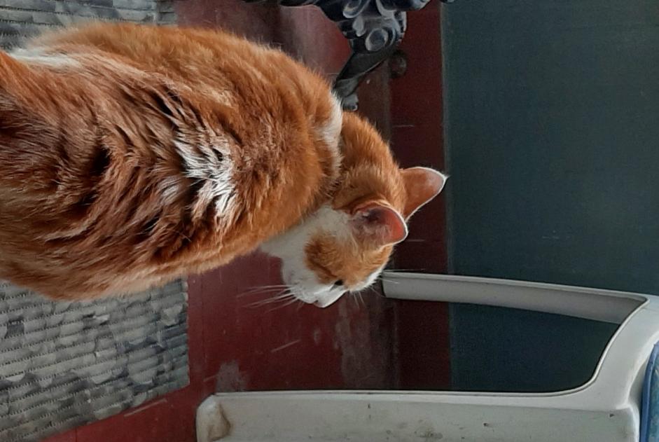 Alerta de Desaparición Gato Macho , 9 años Villars-sur-Glâne Suiza