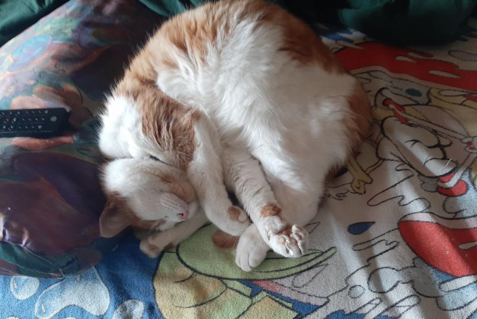 Alerta de Desaparición Gato Macho , 9 años Villars-sur-Glâne Suiza