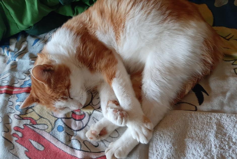 Alerta de Desaparición Gato Macho , 9 años Villars-sur-Glâne Suiza