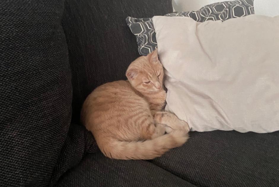 Alerta de Desaparición Gato Macho , 1 años Corcelles-près-Payerne Suiza