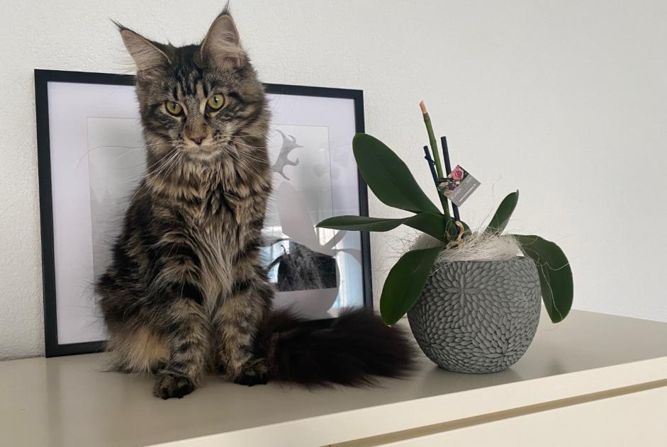 Alerte Disparition Chat croisement Femelle , 5 ans Gunzgen Suisse