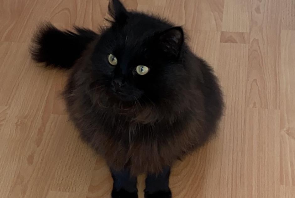 Alerte Disparition Chat Mâle , 6 ans Wünnewil-Flamatt Suisse