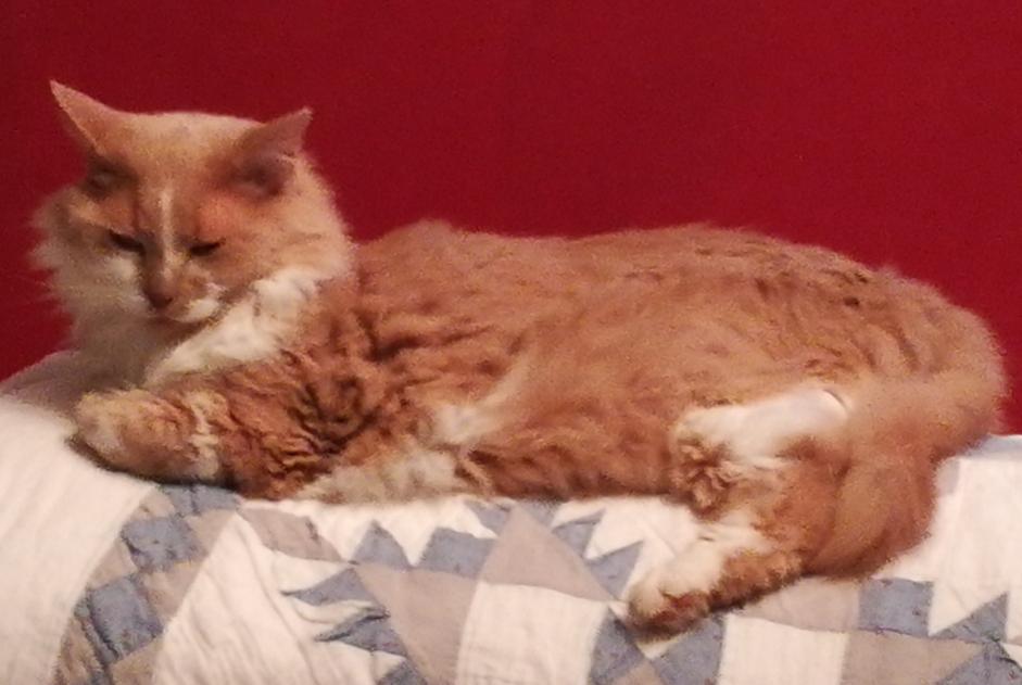 Alerte Disparition Chat croisement Mâle , 12 ans Plescop France