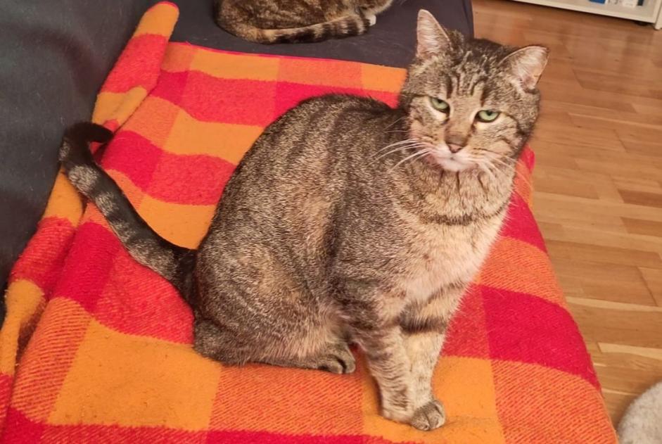 Alerte Disparition Chat Femelle , 9 ans Villars-sur-Glâne Suisse