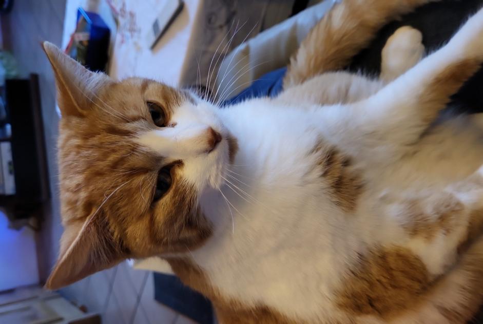 Alerte Disparition Chat  Mâle , 1 ans Senarclens Suisse