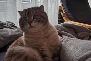 Alerte Disparition Chat  Mâle , 5 ans Hippolytushoef Pays-Bas