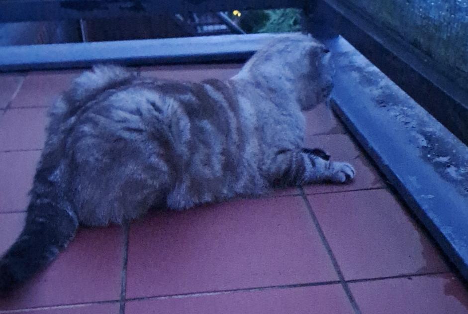 Alerte Disparition Chat  Mâle , 5 ans Hippolytushoef Pays-Bas