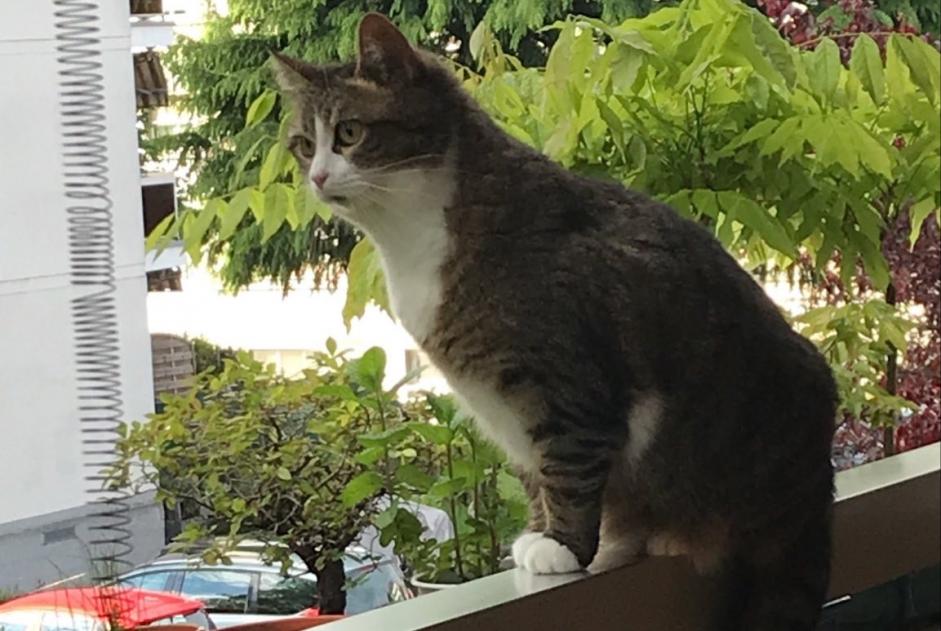 Alerte Disparition Chat croisement Femelle , 7 ans Bussigny Suisse