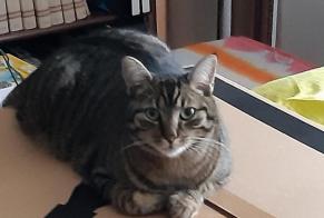 Alerte Disparition Chat Mâle , 3 ans Saint-Vincent-des-Landes France