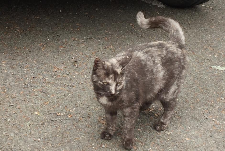 Alerte Découverte Chat Inconnu Montreuil-Juigné France