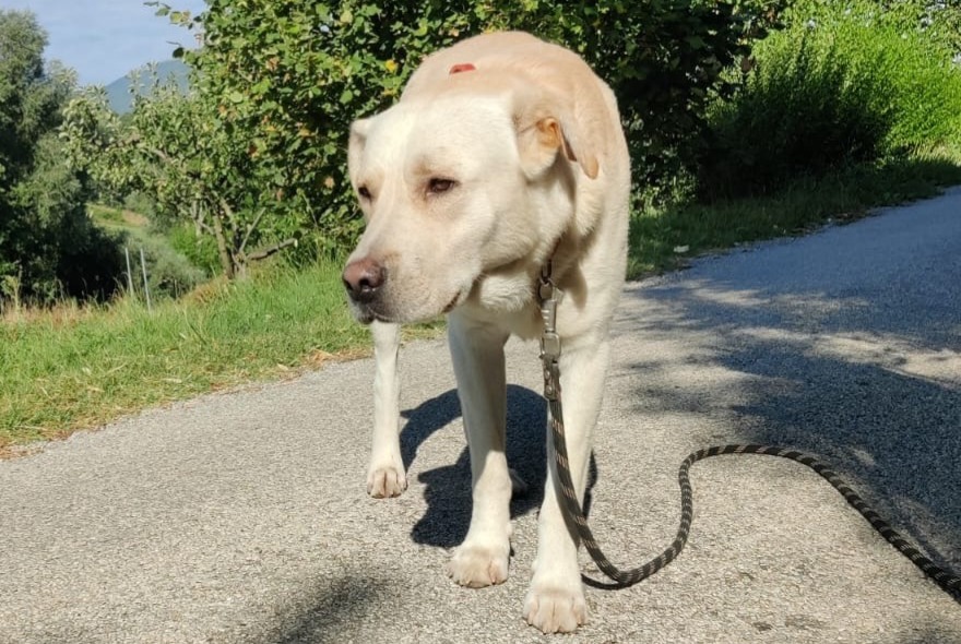 Alerte Découverte Chien  Mâle Saint-Roman France