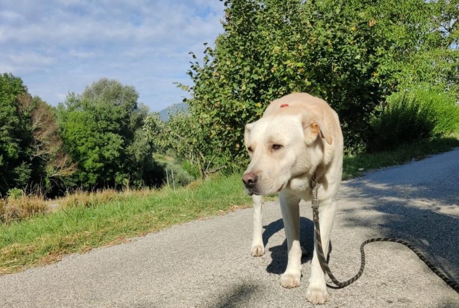 Alerte Découverte Chien  Mâle Saint-Roman France