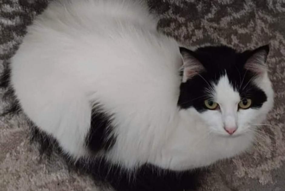 Alerte Disparition Chat croisement Femelle , 4 ans Maisoncelles-en-Brie France