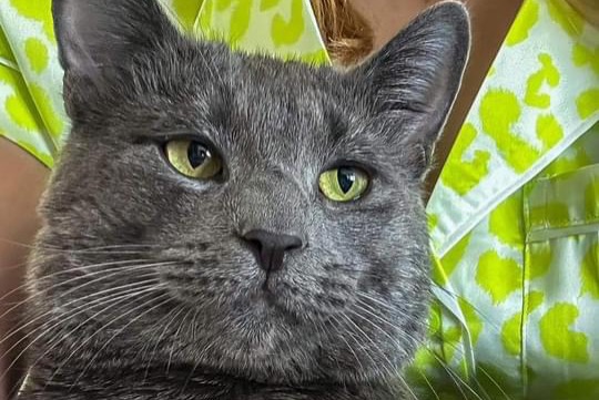 Alerte Disparition Chat croisement Mâle , 2 ans Léglise Belgique