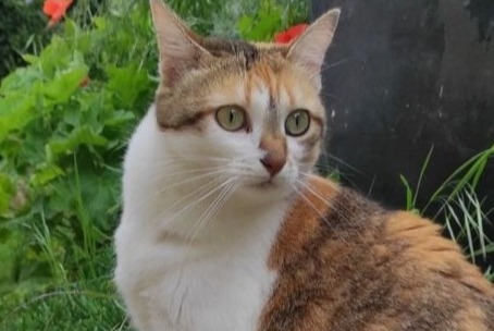 Alerte Disparition Chat  Femelle , 3 ans Nonette-Orsonnette France